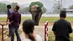Kabur dari Suaka, Gajah-gajah Liar Wara-wiri di Jalanan India