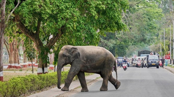 Kabur dari Suaka, Gajah-gajah Liar Wara-wiri di Jalanan India