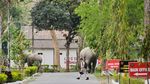 Kabur dari Suaka, Gajah-gajah Liar Wara-wiri di Jalanan India