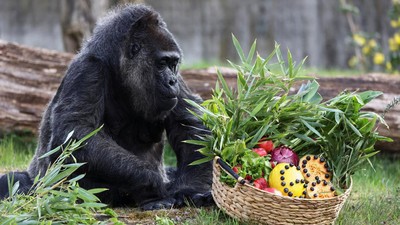 Kebun Binatang Berlin Rayakan Ultah Gorila Tertua di Dunia