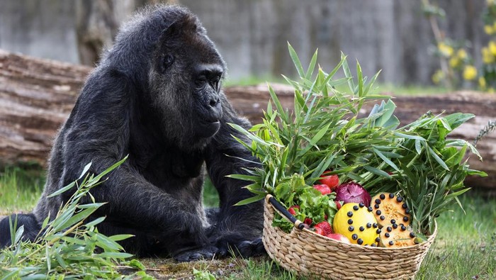 Western lowland gorilla Fatou, the worlds oldest according to the Berlin zoo, touches a basket of fruits ahead of her 68th birthday at the zoo, in Berlin, Germany, April 11, 2025. REUTERS/Liesa Johannssen