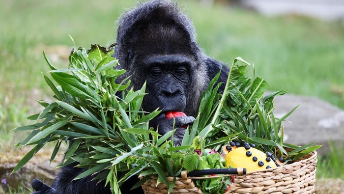 Western lowland gorilla Fatou, the worlds oldest according to the Berlin zoo, touches a basket of fruits ahead of her 68th birthday at the zoo, in Berlin, Germany, April 11, 2025. REUTERS/Liesa Johannssen