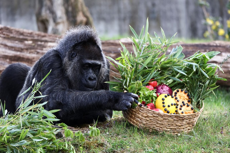 Western lowland gorilla Fatou, the world's oldest according to the Berlin zoo, touches a basket of fruits ahead of her 68th birthday at the zoo, in Berlin, Germany, April 11, 2025. REUTERS/Liesa Johannssen