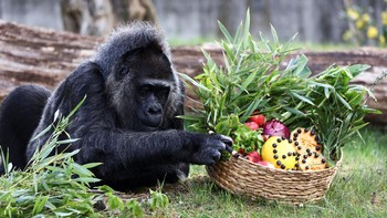 Primata yang termasuk gorila telah ada di Bumi selama 65 juta tahun, tapi butuh beberapa juta tahun bagi nenek moyang untuk berevolusi menjadi gorila yang kita kenal sekarang. Saat ini, ada 500 spesies primata dan bahkan mungkin lebih. Foto: REUTERS/Liesa Johannssen