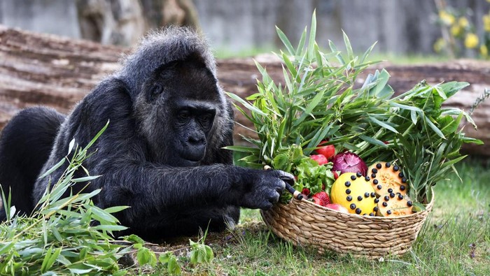 Western lowland gorilla Fatou, the world's oldest according to the Berlin zoo, touches a basket of fruits ahead of her 68th birthday at the zoo, in Berlin, Germany, April 11, 2025. REUTERS/Liesa Johannssen