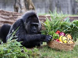 Deretan Hewan yang Sudah Eksis di Bumi Sebelum Manusia Ada