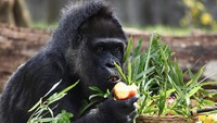 Menurut kebun binatang Berlin, gorila dataran rendah barat adalah spesies yang terancam punah setelah habitat alami mereka terus-menerus dirusak. Mereka hidup di hutan hujan tropis Kamerun, Republik Afrika Tengah, Gabon, dan Republik Kongo dan merupakan spesies kera terbesar dengan berat hingga 200 kg.  