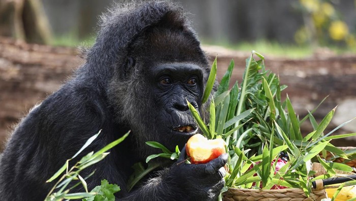 Western lowland gorilla Fatou, the world's oldest according to the Berlin zoo, touches a basket of fruits ahead of her 68th birthday at the zoo, in Berlin, Germany, April 11, 2025. REUTERS/Liesa Johannssen