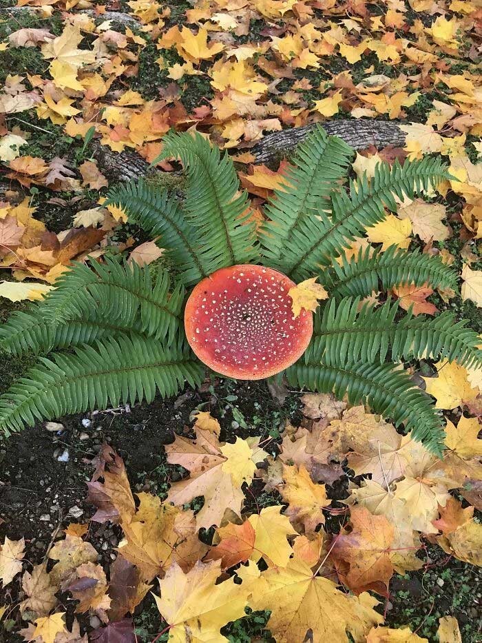 Keren! 10 Jamur yang Bentuknya Cantik hingga Menyeramkan