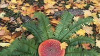 Jamur yang satu ini tampil cantik di tengah alam bebas. Banyak yang menyebut jamur ini masih satu spesies dengan jamur Toadthrone. Foto: Demilked/Site