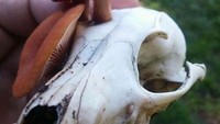 Ada jamur Lactarius Rubidus yang tumbuh di tengkorak serigala. Tampilannya jadi menyeramkan. Foto: Demilked/Site
