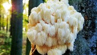 Jamur putih yang satu ini dikenal juga dengan nama Lion’s mane atau Jamur Surai Singa. Tampilannya cantik! Foto: Demilked/Site