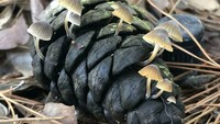 Jamur-jamur dengan bentuk yang menarik ini tumbuh di pinecone yang ada di hutan. Foto: Demilked/Site