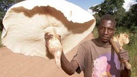 Di Zambia, jamur jenis Termitomyces Titanicus ukurannya sangat besar, bisa untuk menu makanan satu keluarga. Foto: Demilked/Site