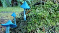 Memiliki warna biru terang yang cantik, spesies jamur yang tidak diketahui namanya ini tumbuh subur di musim dingin. Foto: Demilked/Site