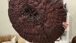 Keren! 10 Jamur yang Bentuknya Cantik hingga Menyeramkan
