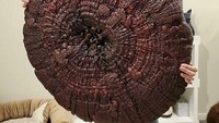Tampilan jamur ini mungkin besar dan menyeramkan, tapi jamur jenis Giant Reshi ini aman untuk dimakan lho. Foto: Demilked/Site