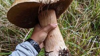 Ukuran jamur jenis Boletus Edulis ini bikin penemunya kaget karena seperti mainan. Foto: Demilked/Site
