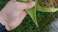 Ada jamur bentuk aneh dan menyeramkan yang tumbuh di atas jagung ini. Bentuknya mirip alien! Foto: Demilked/Site
