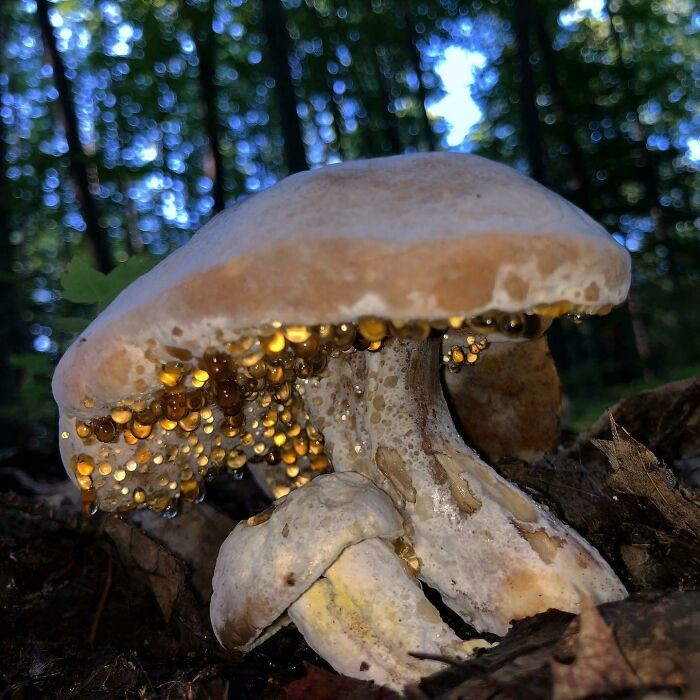 Keren! 10 Jamur yang Bentuknya Cantik hingga Menyeramkan