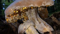 Tampak seperti ada butiran kristal, jamur ini disebut mirip yang dikirim dari surga. Foto: Demilked/Site