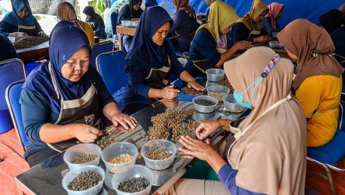 Kopi Asal Majalaya Tembus Pasar Mancanegara Buruh tani memilah biji kopi arabika di rumah produksi Wanoja Kopi di Ibun, Majalaya, Kabupaten Bandung, Jawa Barat, Jumat (11/4/2025). Kopi Wanoja yang mampu memproduksi jenis kopi Arabika sebanyak 200 ton per tahun tersebut telah mengekspor biji kopi mentah ke berbagai negara seperti Belanda, Arab Saudi, Jerman, Thailand, dan sejumlah negara di Asia dan Amerika. ANTARA FOTO/Raisan Al Farisi/Spt.