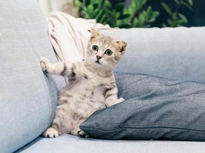 Kenapa Kucing Mencakar Sofa? Ini 7 Alasan dan Cara Mencegahnya