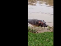 Gempar Kematian Massal Kuda Nil di Taman Nasional