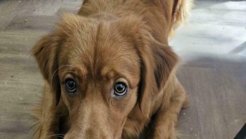 Mau pergi ke luar negeri dua hari lagi, eh paspornya digigitin anjing ini. Foto: LauraEatsFalafel via Bored Panda  