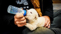 Colossal merilis rekaman pada hari Senin (7/4) yang katanya menampilkan anak serigala remaja serigala ganas Romulus dan Remus. Menurut Colossal, beberapa fosil serigala ganas yang digunakan tim mereka untuk ekstraksi DNA termasuk gigi serigala ganas berusia 13.000 tahun dan tulang telinga bagian dalam berusia 72.000 tahun.  