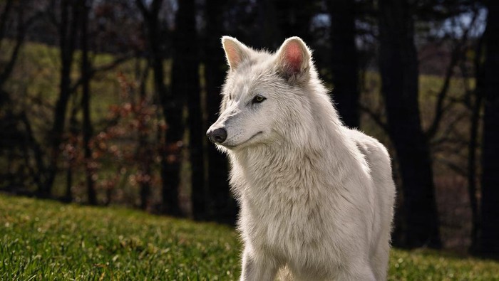 Genetically modified wolf pups Romulus and Remus, two of three successfully bred by reconstructing a genome from the ancient DNA of fossils from the dire wolf that had been extinct for over 12,500 years by Colossal Biosciences, billed as the worlds only de-extinction company, are seen a month after their October 1, 2024 birth in north Texas, U.S.         Colossal Biosciences/Handout via REUTERS.   NO RESALES. NO ARCHIVES. THIS IMAGE HAS BEEN SUPPLIED BY A THIRD PARTY      TPX IMAGES OF THE DAY
