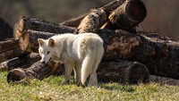 Colossal juga mengatakan bahwa mereka baru-baru ini mengkloning serigala merah yang terancam punah menggunakan teknologi yang sama, serta tikus hibrida Colossal Woolly, yaitu tikus yang direkayasa secara genetika agar memiliki ciri-ciri mamut berbulu yang telah lama punah. 