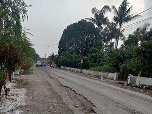 Perbaikan Jalan Rusak Ditanami Pohon Pisang Ditolak, Warga: Hanya 60 Meter!
