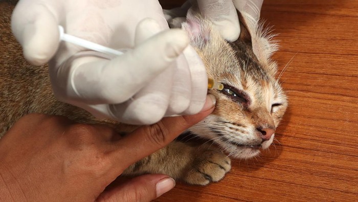 Petugas kesehatan Klinik Hewan Keliling Dinas Peternakan Aceh memeriksa kesehatan kucing peliharaan warga di Banda Aceh, Aceh, Jumat (11/4/2025). Pelayanan klinik hewan keliling tersebut untuk memudahkan akses pemilik hewan peliharaan mendapatkan konsultasi kesehatan, pemeriksaan rutin, pengobatan, dan vaksinasi rabies kepada satwa kesayangannya secara gratis. ANTARA FOTO/Irwansyah Putra/tom.