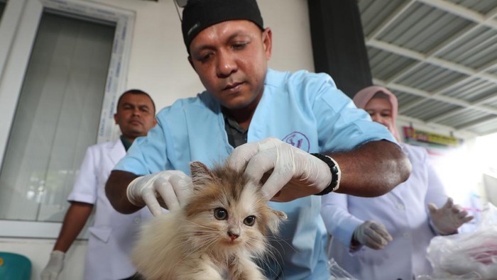 Petugas kesehatan Klinik Hewan Keliling Dinas Peternakan Aceh memeriksa kesehatan kucing peliharaan warga di Banda Aceh, Aceh, Jumat (11/4/2025). Pelayanan klinik hewan keliling tersebut untuk memudahkan akses pemilik hewan peliharaan mendapatkan konsultasi kesehatan, pemeriksaan rutin, pengobatan, dan vaksinasi rabies kepada satwa kesayangannya secara gratis. ANTARA FOTO/Irwansyah Putra/tom.