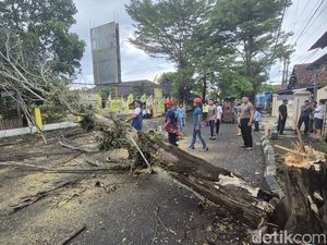 Detik-detik Pohon Trembesi Timpa Pemotor di Palabuhanratu