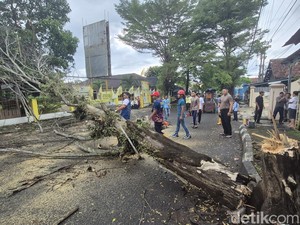 Detik-detik Pohon Trembesi Timpa Pemotor di Palabuhanratu