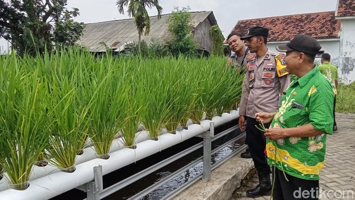 Polres Pasuruan Genjot Ketahanan Pangan dengan Hidroponik dan Kolam Lele
