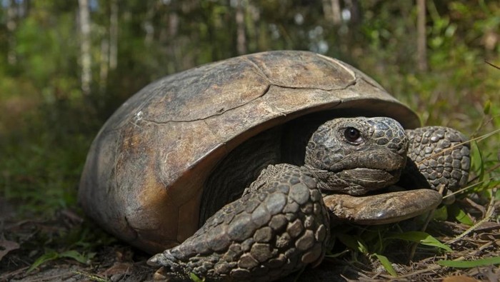 Populasi kura-kura gopher meningkat di taman Florida, disebut jadi dampak baik Badai Helene.