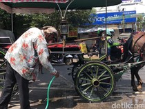 Melihat Kusir Andong Bersihkan Kotoran Kuda di Malioboro