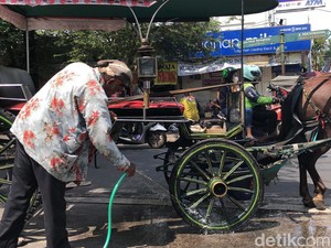Melihat Kusir Andong Bersihkan Kotoran Kuda di Malioboro