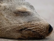 Singa Laut Serang Manusia di Perairan Lepas Pantai Ini, Apa Alasannya?