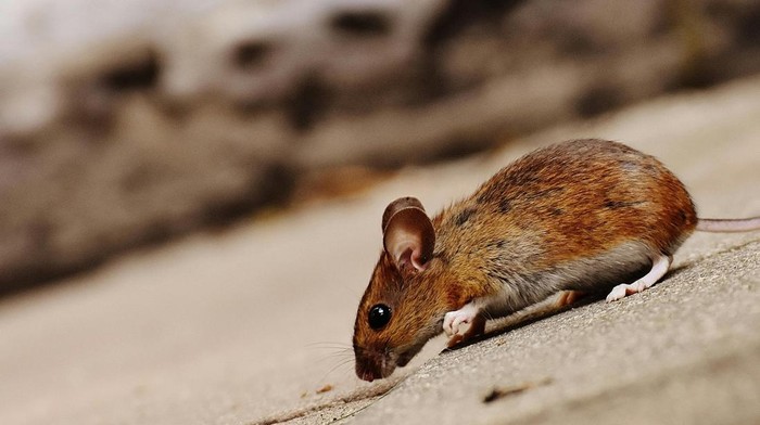 Cara mengusir tikus dari rumah