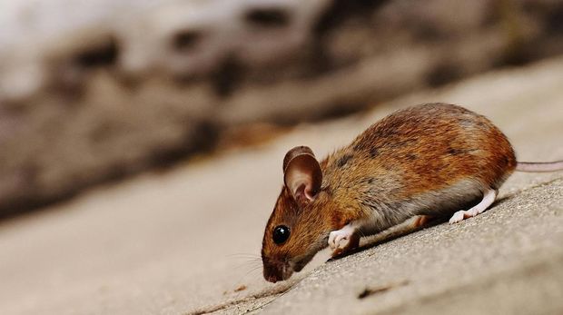 Cara mengusir tikus dari rumah