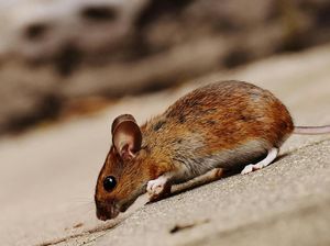 11 Cara Mengusir Tikus dari Rumah yang Efektif dan Tanpa Racun