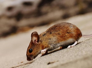 11 Cara Mengusir Tikus dari Rumah yang Efektif dan Tanpa Racun