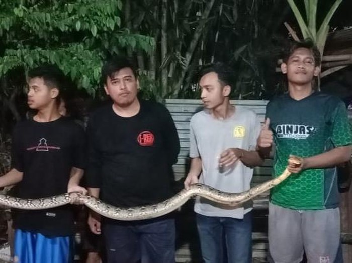 Ular piton dievakuasi relawan di Bareng Kidul, Kecamatan Klaten Tengah, Kamis (10/4/2025) malam.