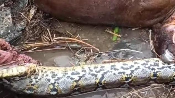 Warga digegerkan penemuan ular piton berukuran 6 meter di Kabupaten Gorontalo, Provinsi Gorontalo.