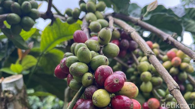 Buah kopi yang hampir matang dan hendak dipanen.