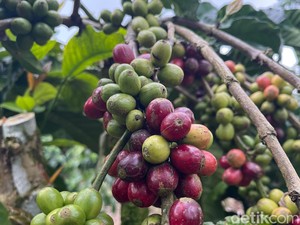Harga Biji Kopi di Pagar Alam Rp 65 Ribu/Kg, Turun Jelang Masa Panen